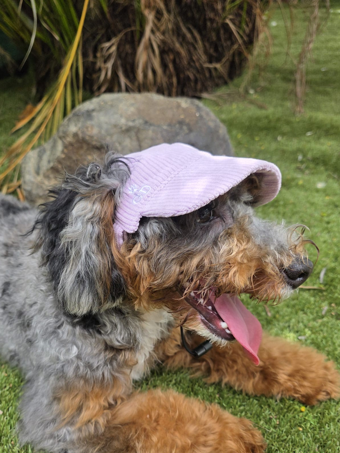 Adventure Dog Corduroy Cap
