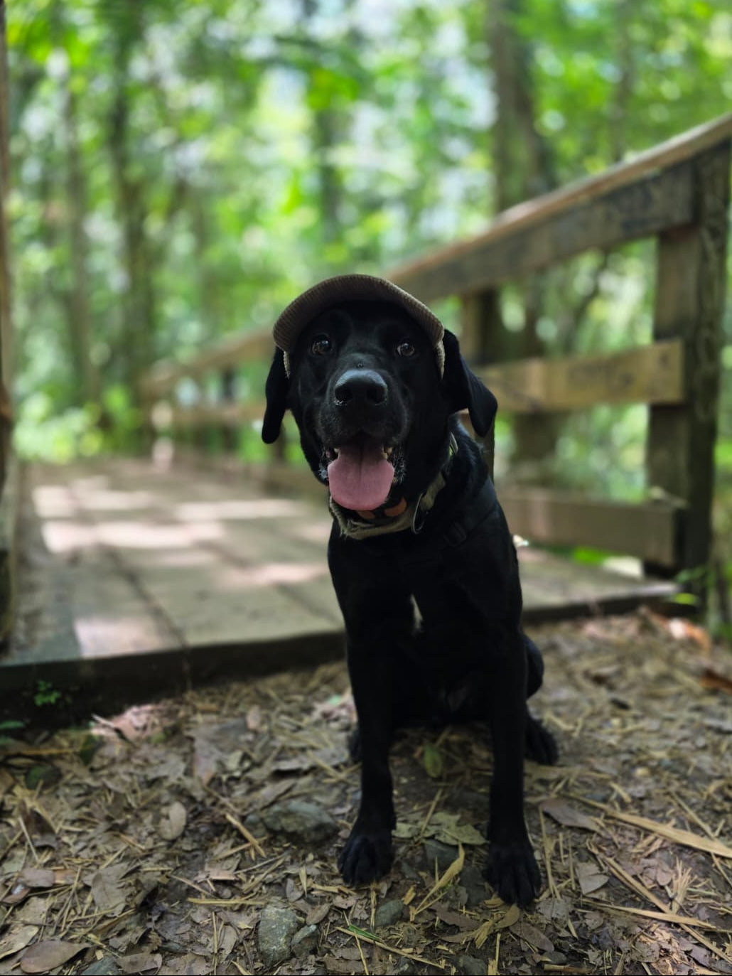 Adventure Dog Corduroy Cap