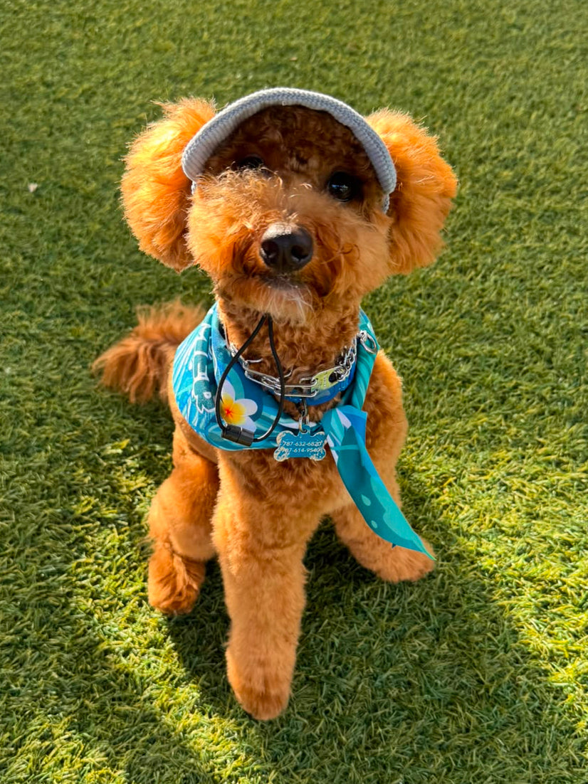 Adventure Dog Corduroy Cap