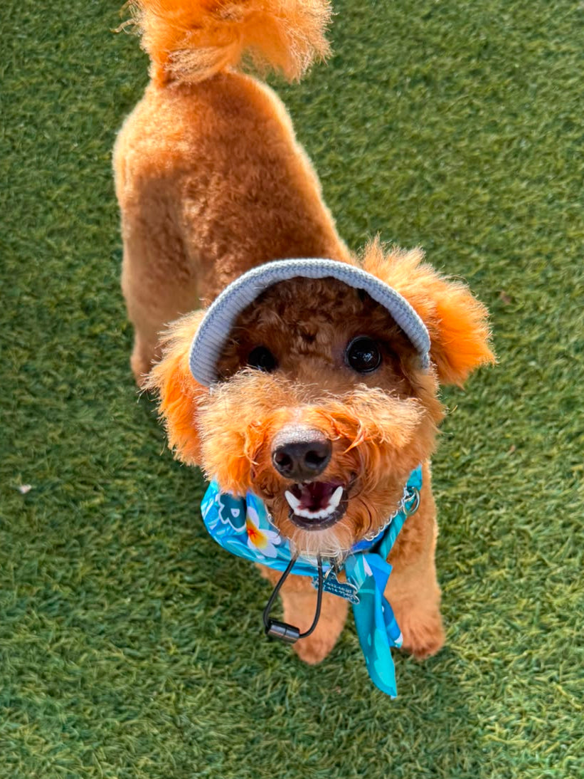 Adventure Dog Corduroy Cap