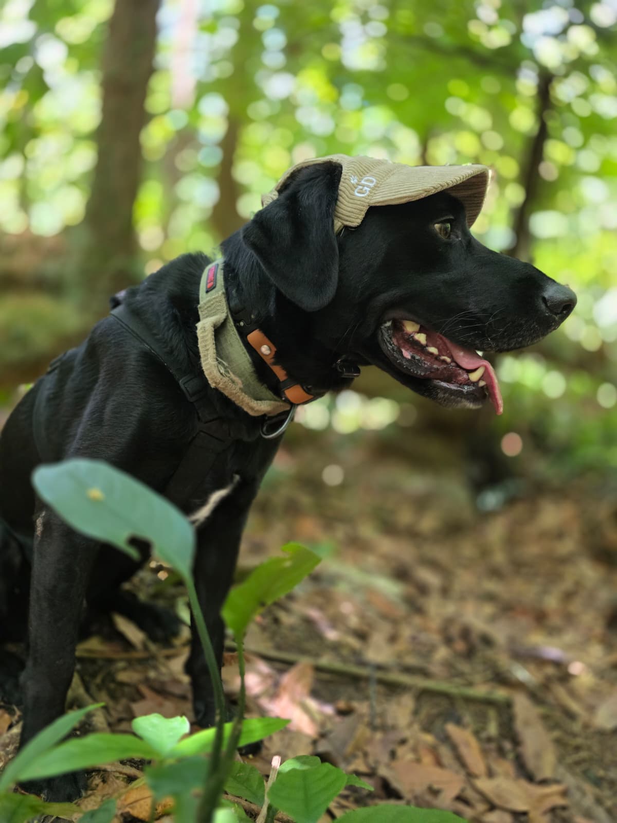 Adventure Dog Corduroy Cap