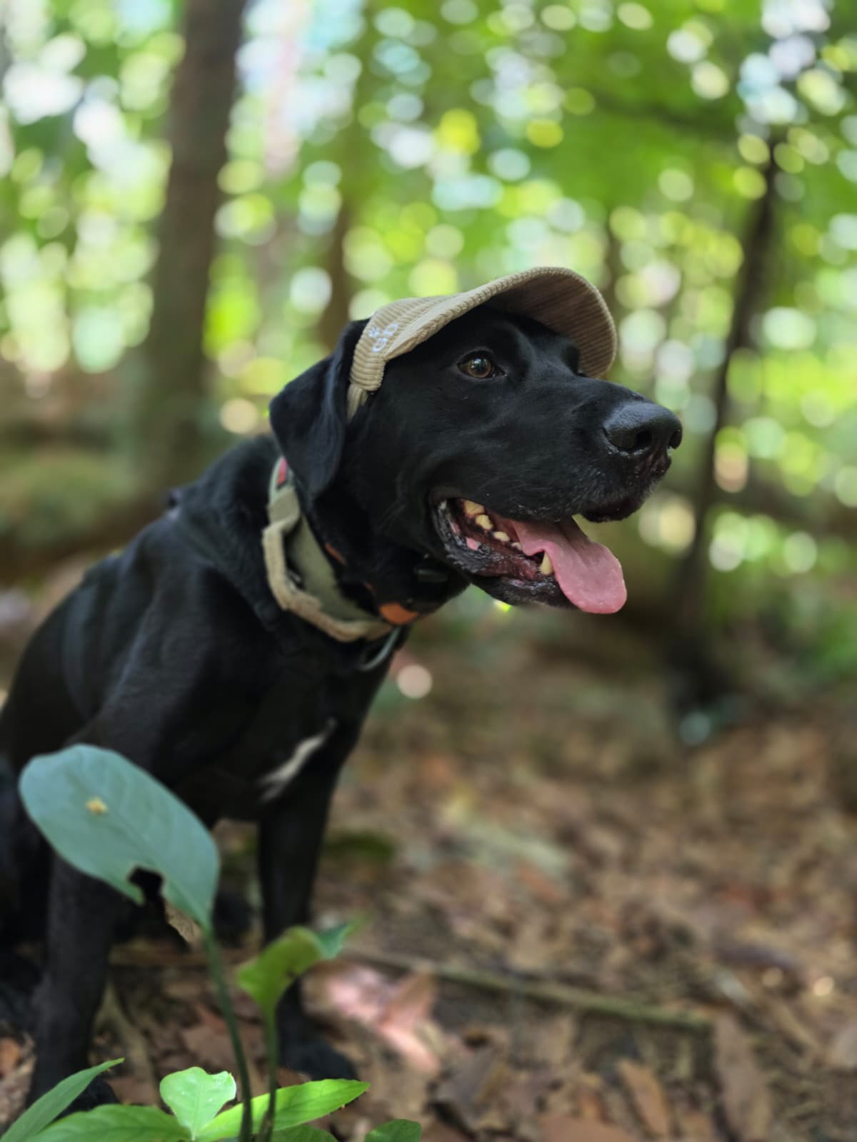 Adventure Dog Corduroy Cap