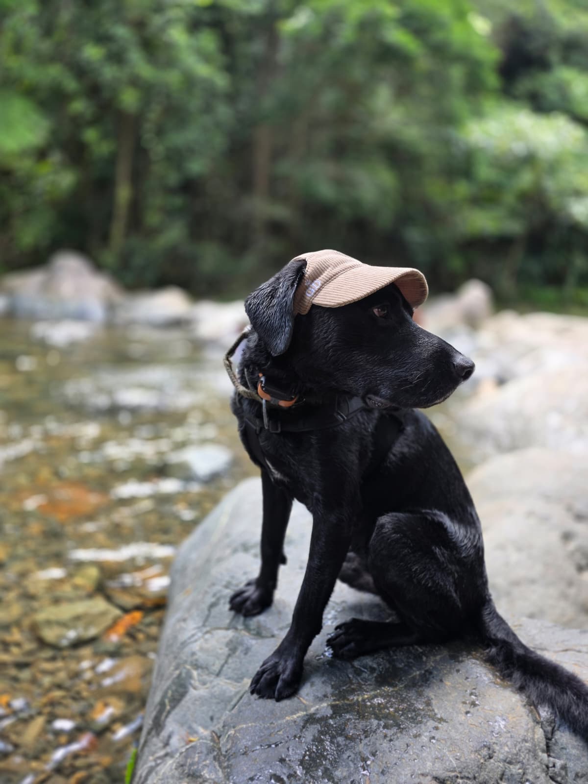Adventure Dog Corduroy Cap