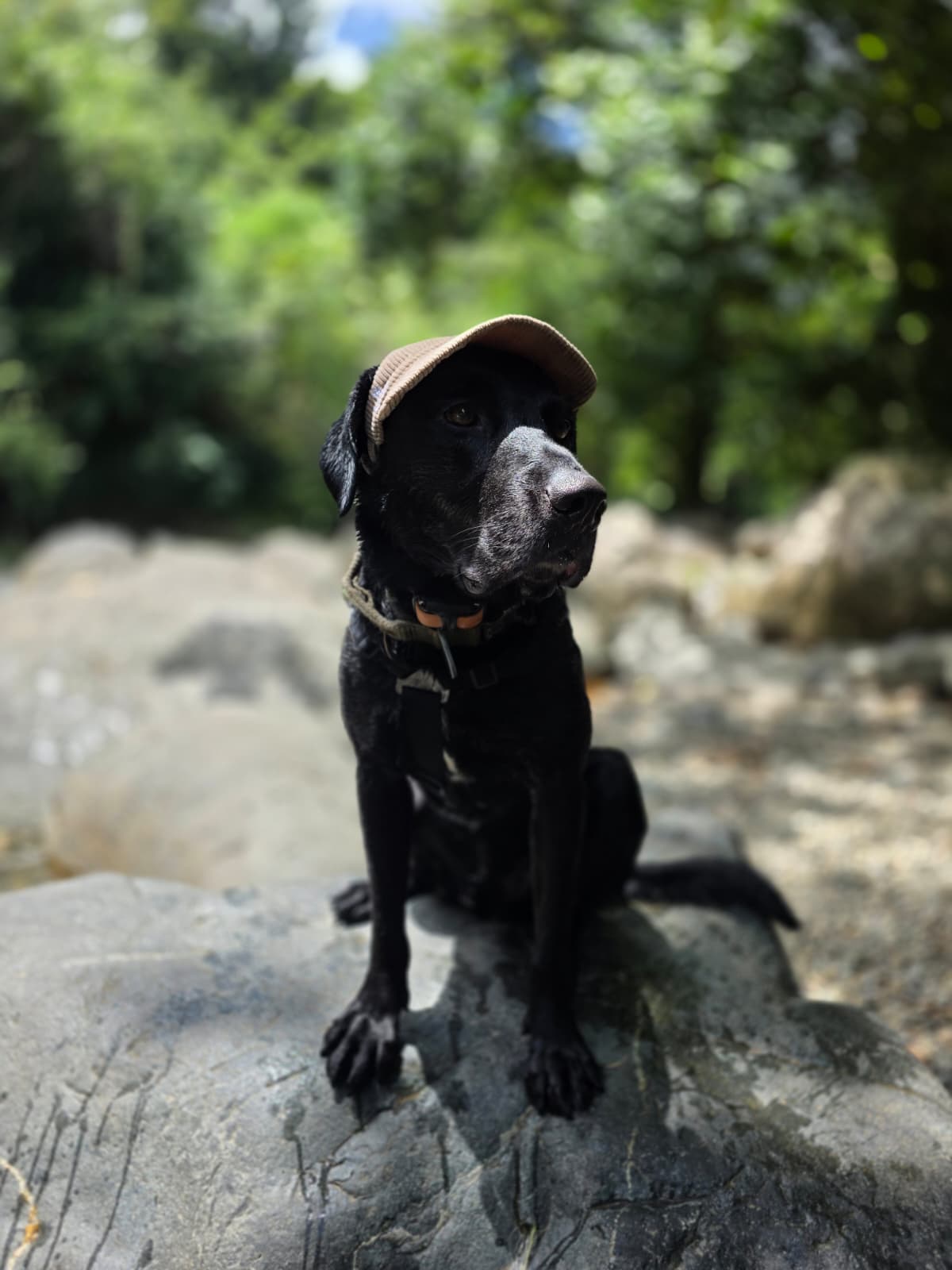 Adventure Dog Corduroy Cap