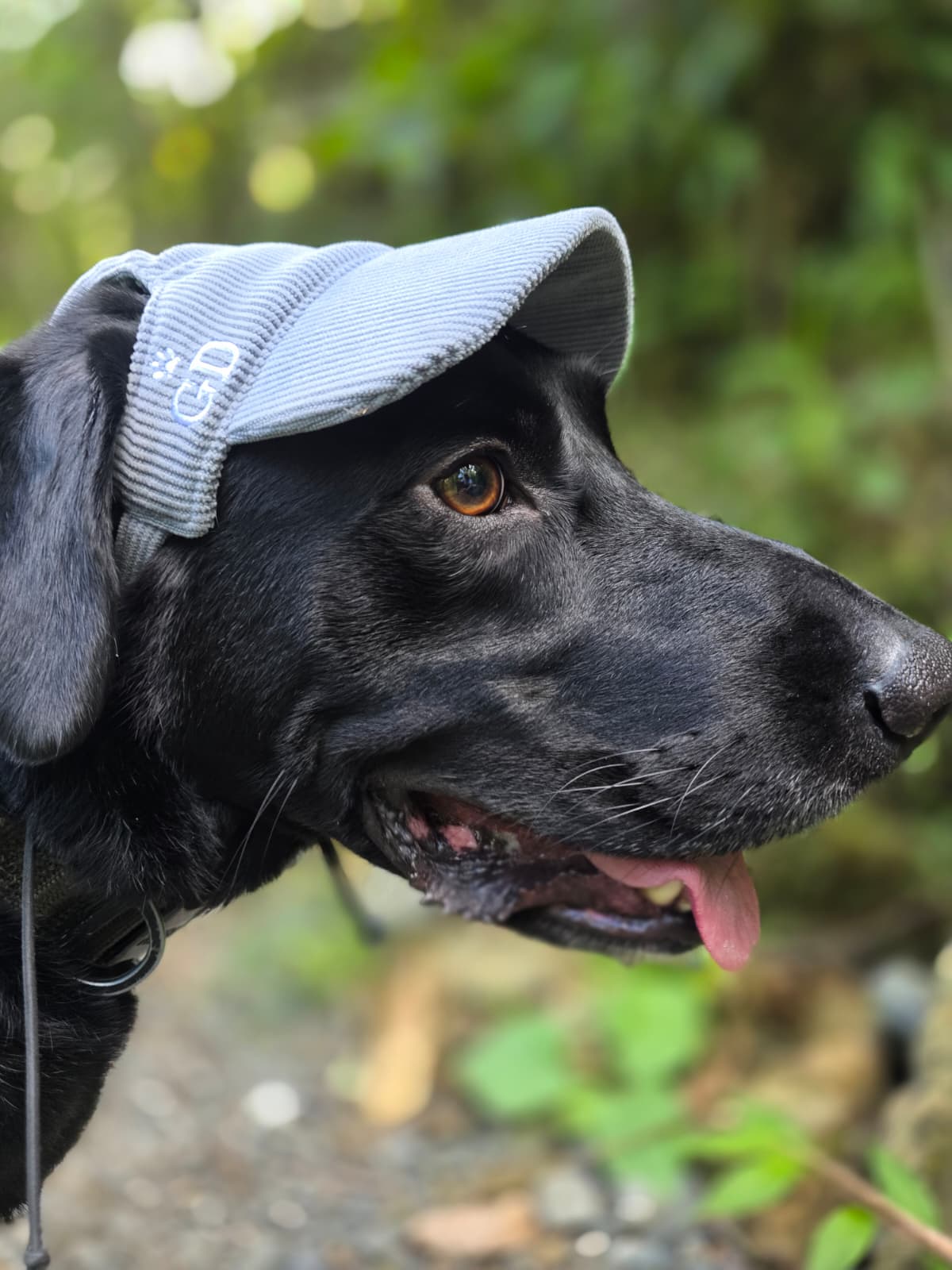Adventure Dog Corduroy Cap