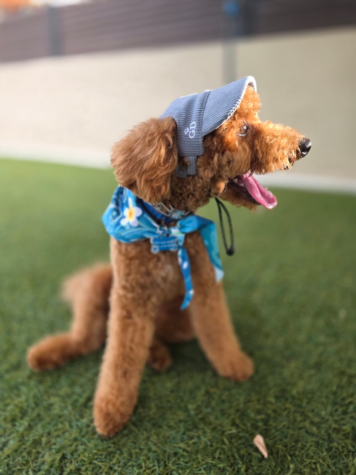 Adventure Dog Corduroy Cap