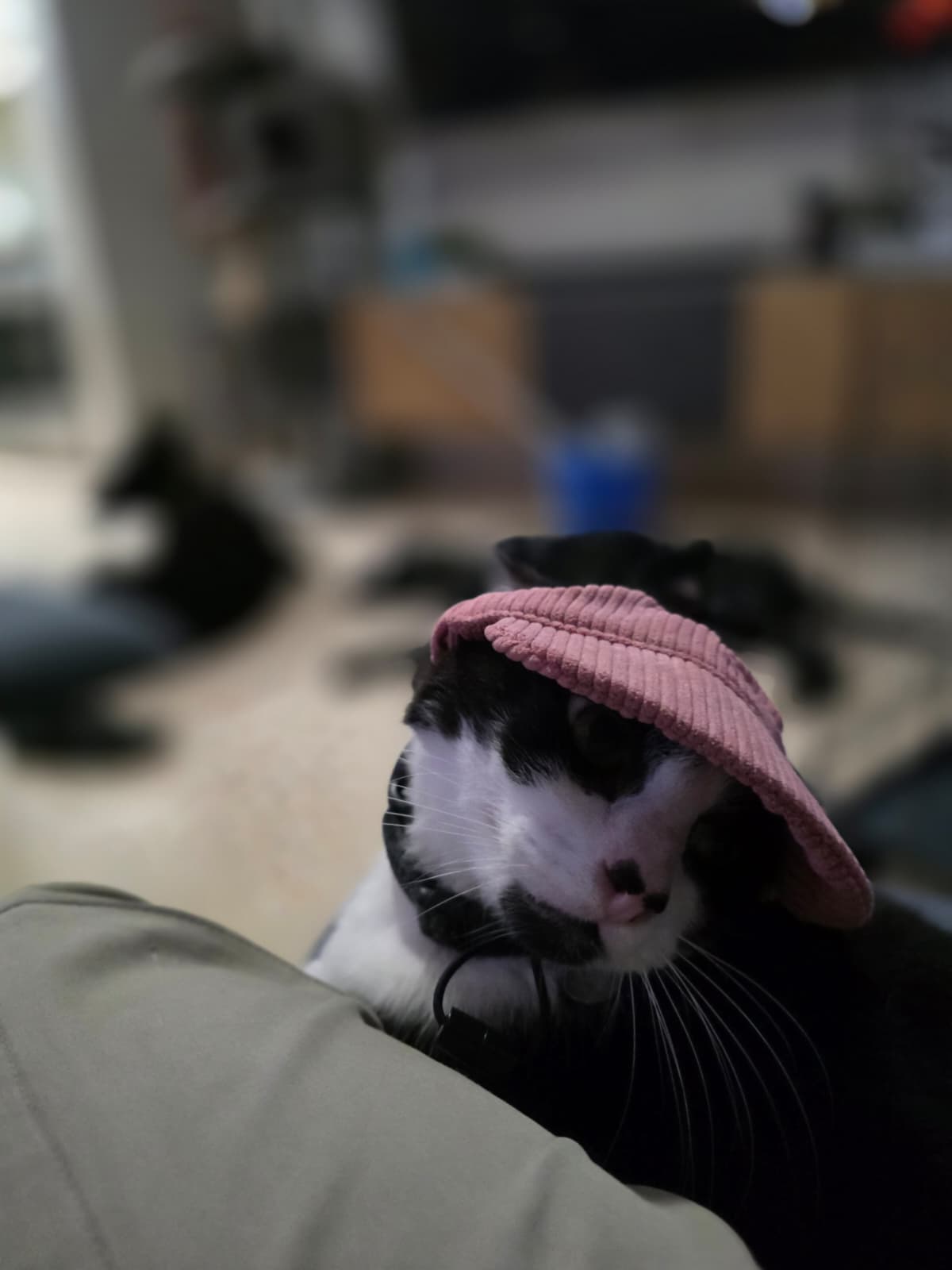Adventure Dog Corduroy Cap