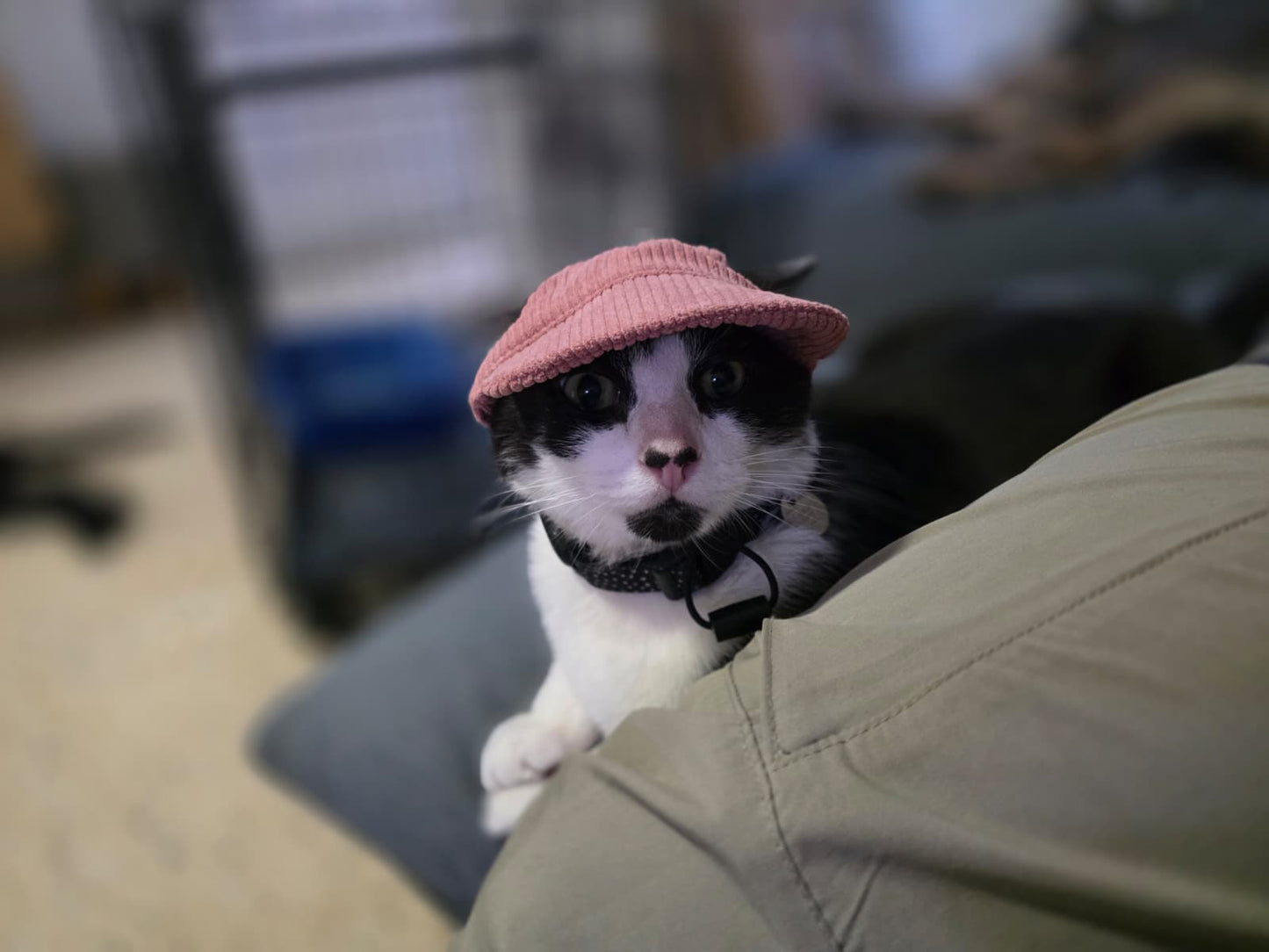 Adventure Dog Corduroy Cap