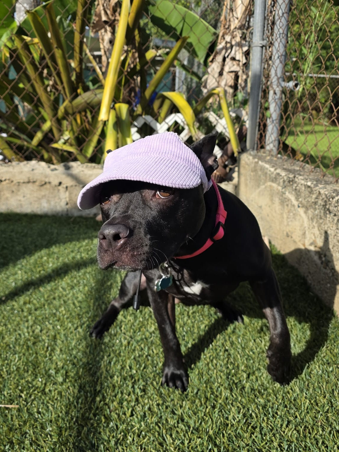 Adventure Dog Corduroy Cap