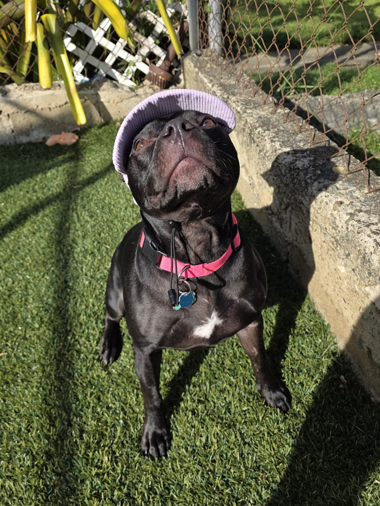 Adventure Dog Corduroy Cap