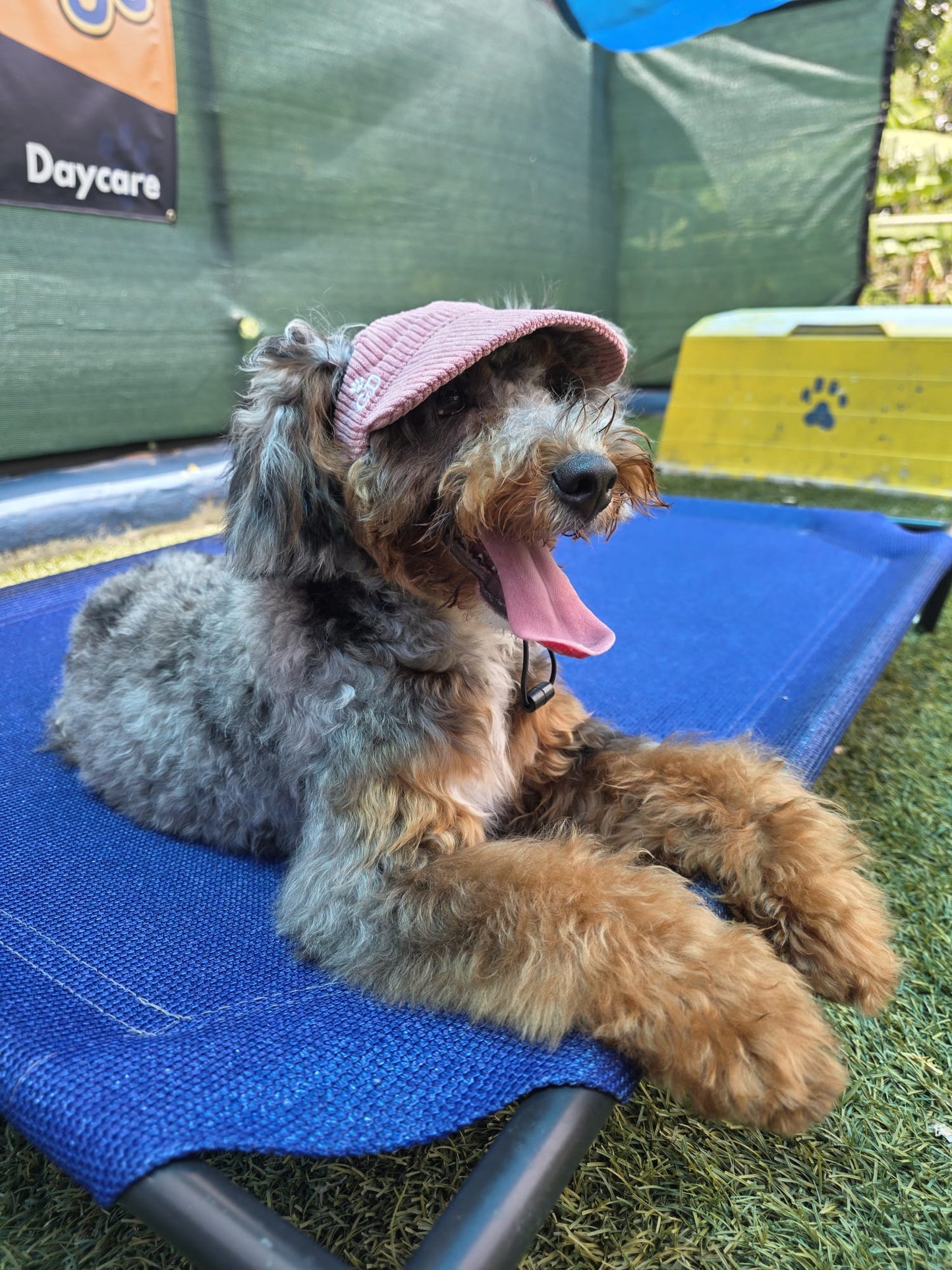 Adventure Dog Corduroy Cap