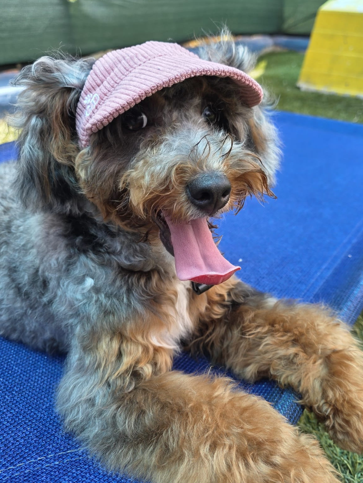 Adventure Dog Corduroy Cap