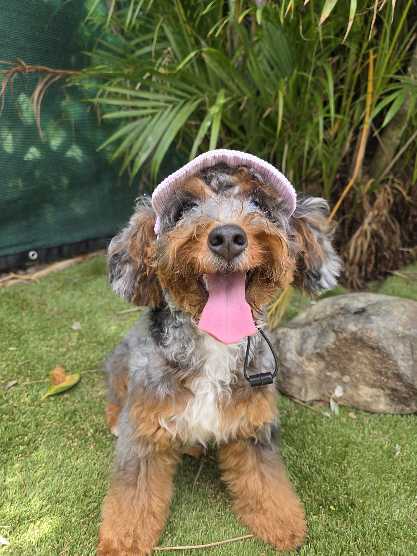 Adventure Dog Corduroy Cap