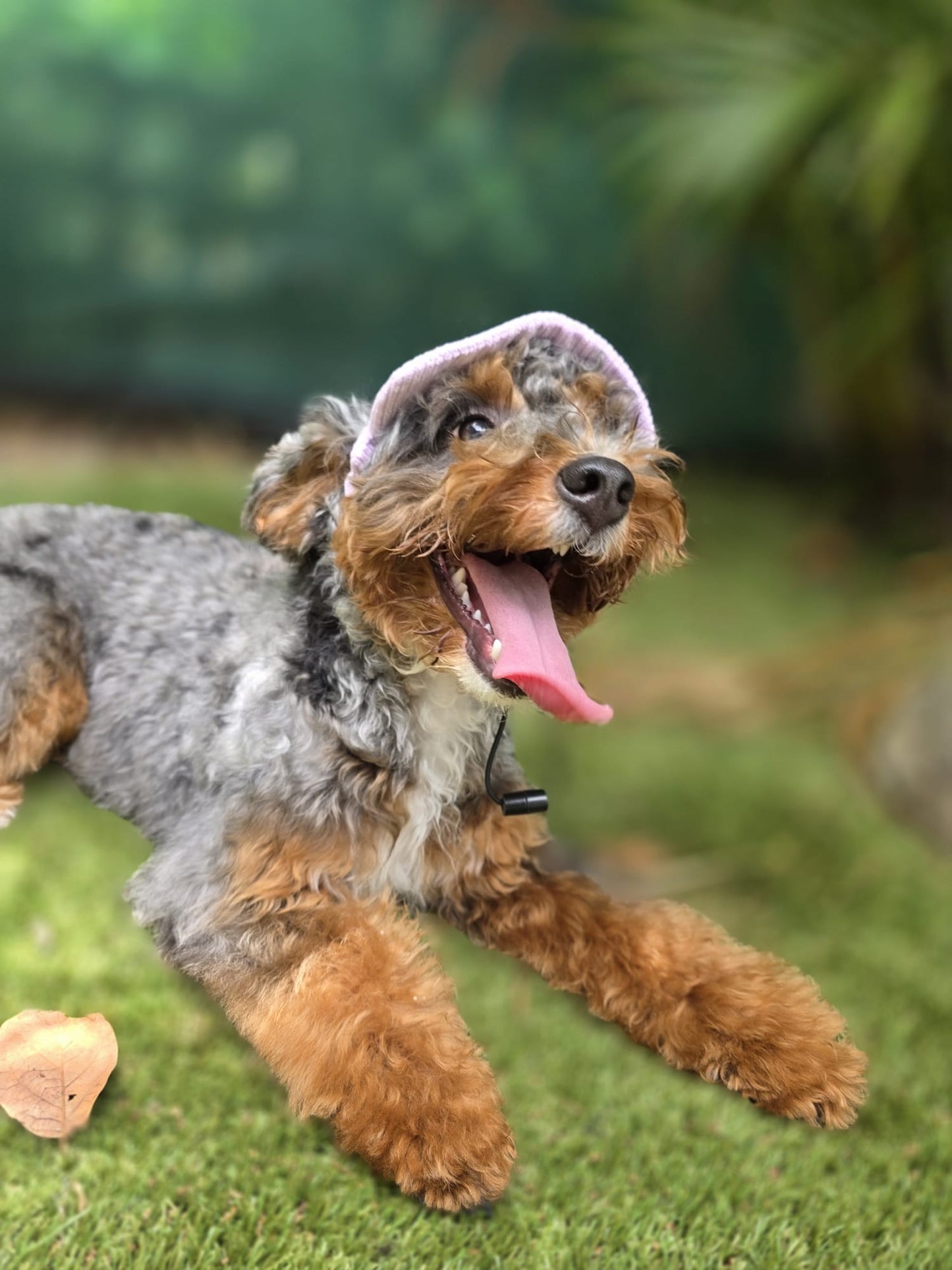 Adventure Dog Corduroy Cap